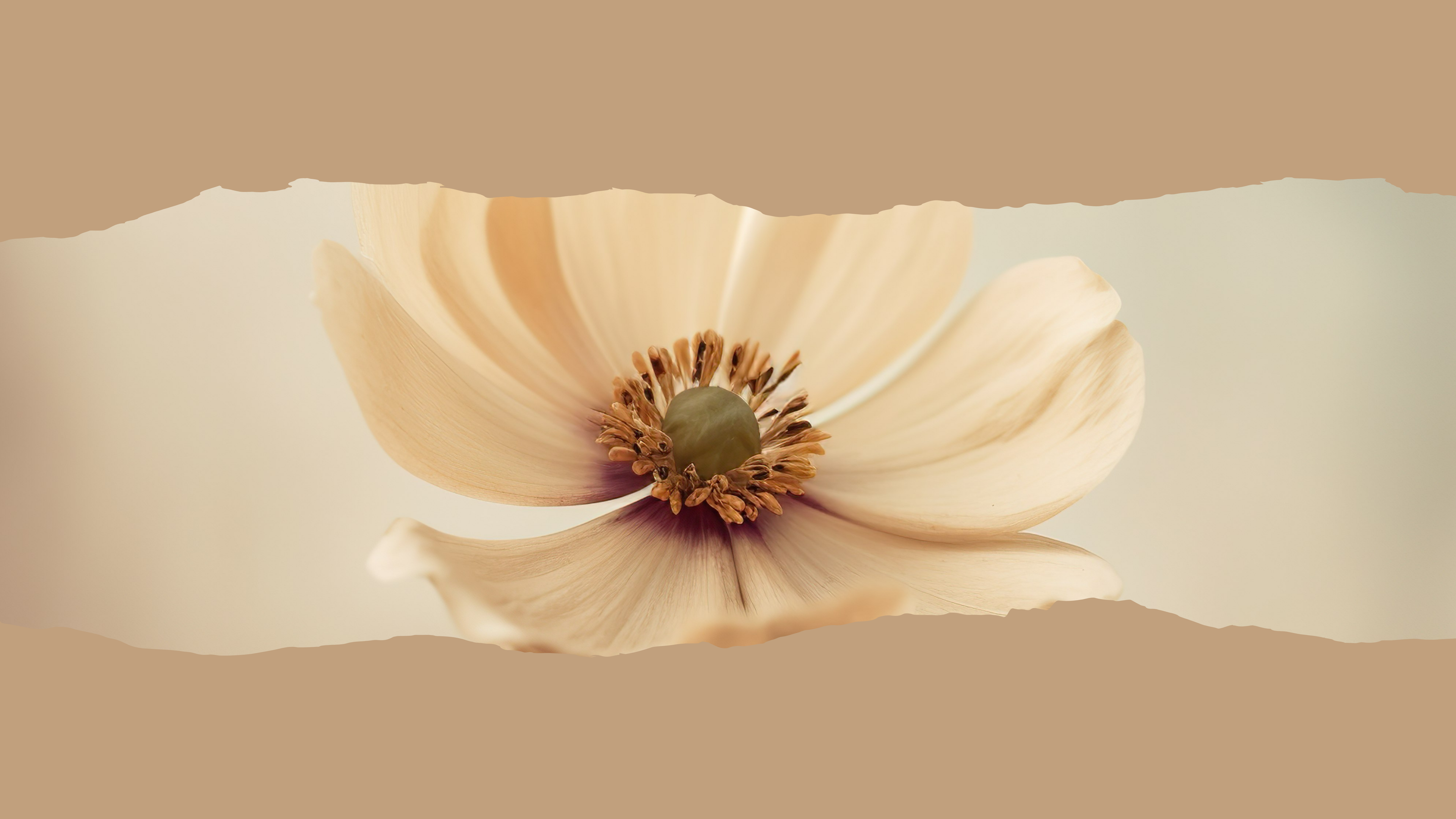 Flor Beige Horizontal